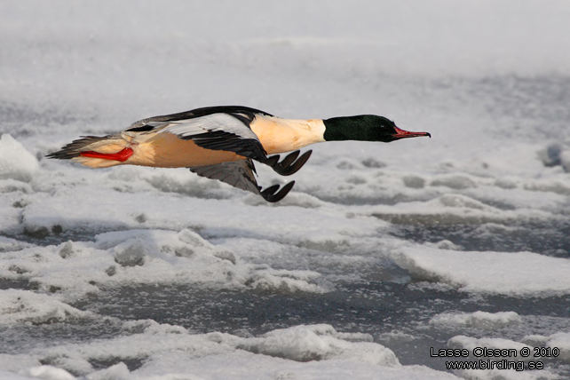 STORSKRAKE / COMMON MERGANSER (Mergus serrator) - stor bild / full size