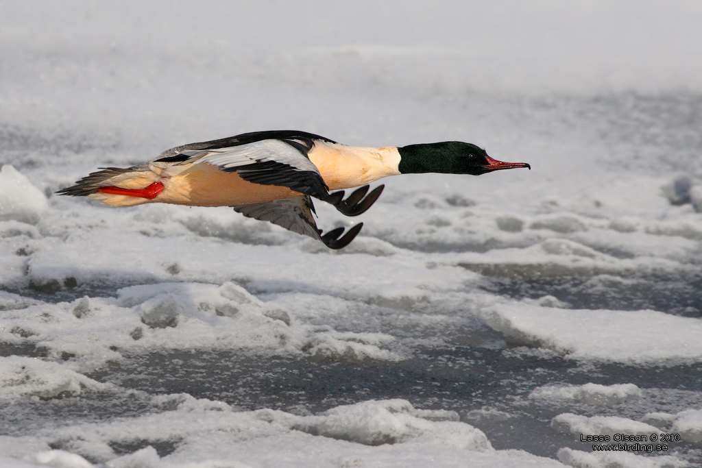 STORSKRAKE / COMMON MERGANSER (Mergus serrator) - Stng / Close