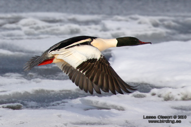 STORSKRAKE / COMMON MERGANSER (Mergus serrator) - stor bild / full size