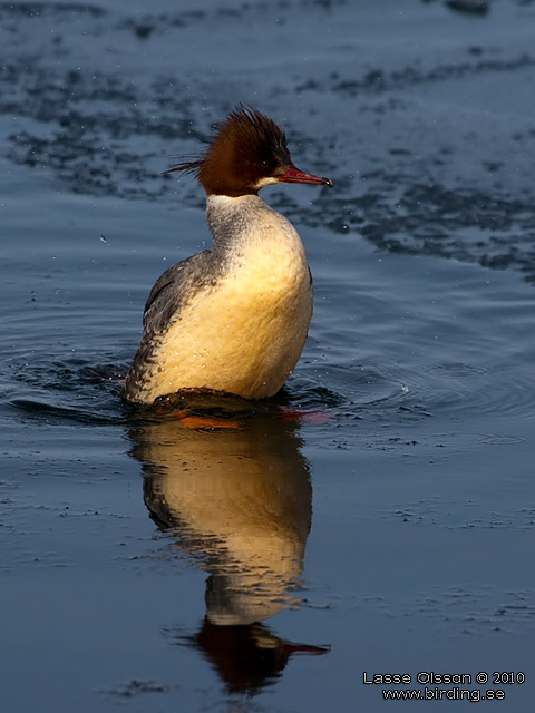 STORSKRAKE / COMMON MERGANSER (Mergus serrator) - stor bild / full size