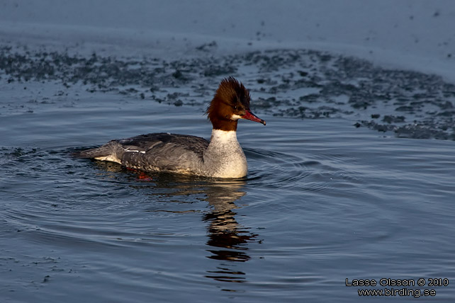 STORSKRAKE / COMMON MERGANSER (Mergus serrator) - stor bild / full size