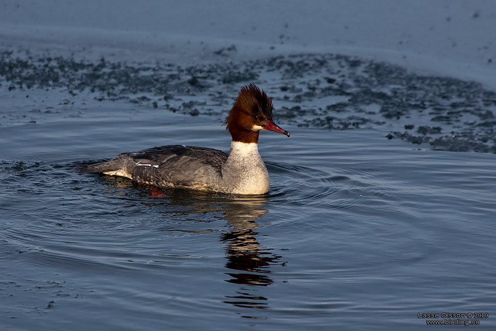 STORSKRAKE / COMMON MERGANSER (Mergus serrator) - Stng / Close