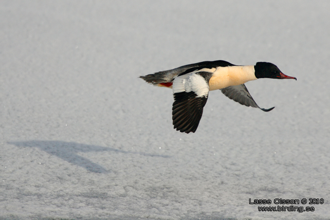 STORSKRAKE / COMMON MERGANSER (Mergus serrator) - stor bild / full size