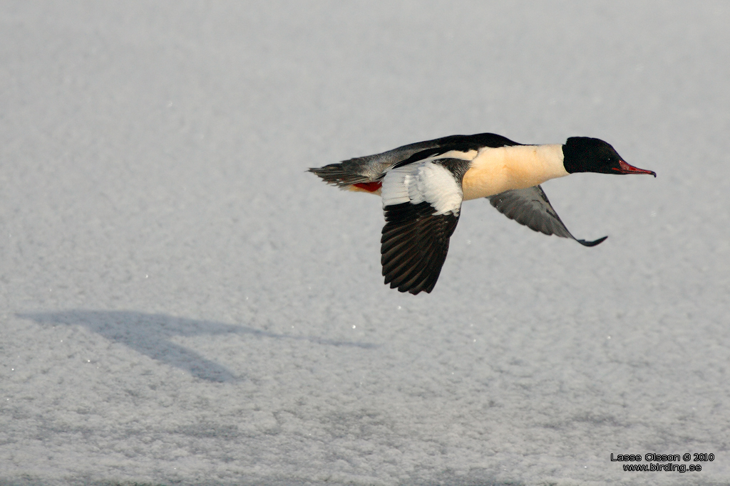 STORSKRAKE / COMMON MERGANSER (Mergus serrator) - Stng / Close