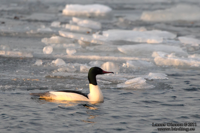 STORSKRAKE / COMMON MERGANSER (Mergus serrator) - stor bild / full size