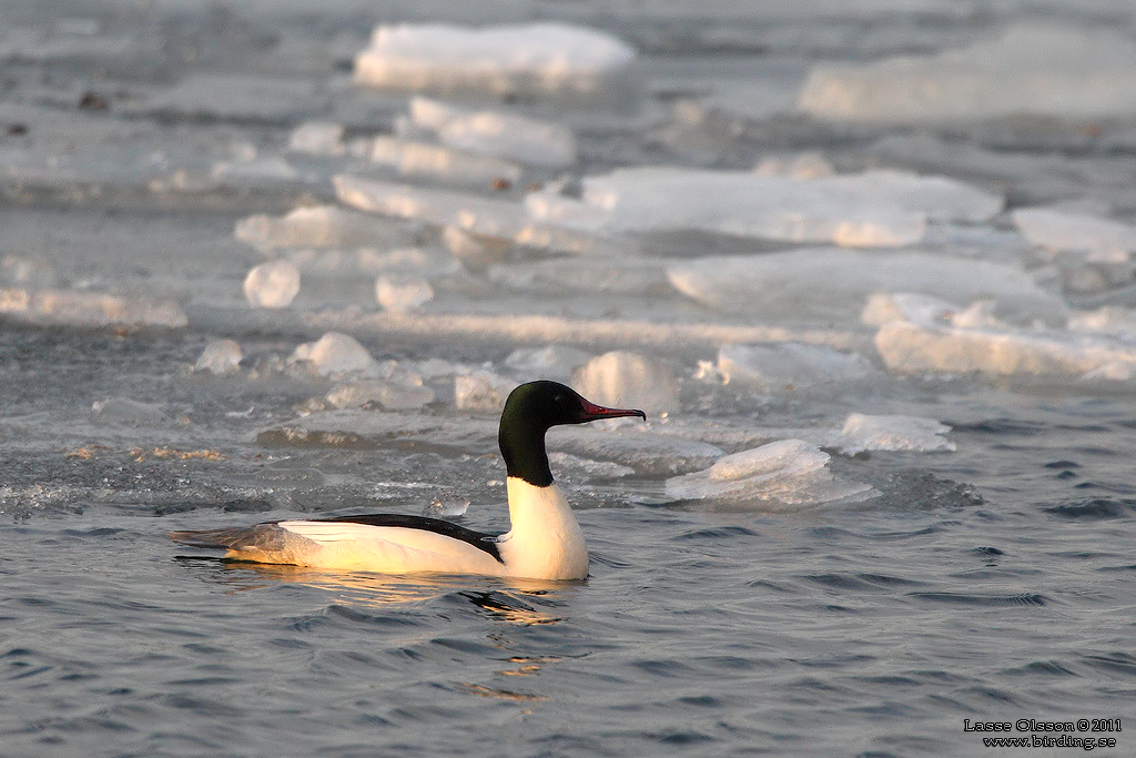 STORSKRAKE / COMMON MERGANSER (Mergus serrator) - Stng / Close