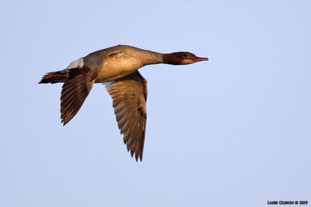 STORSKRAKE / COMMON MERGANSER (Mergus serrator) - Stng / Close