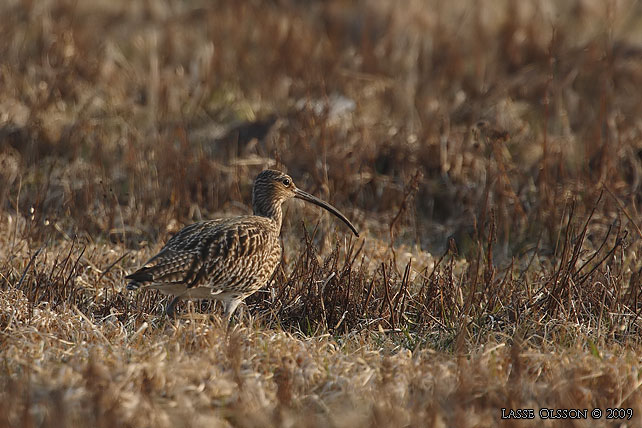 STORSPOV / EURASIAN CURLEW (Numenius arquata) - stor bild / full size