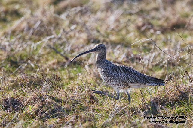 STORSPOV / EURASIAN CURLEW (Numenius arquata) - stor bild / full size