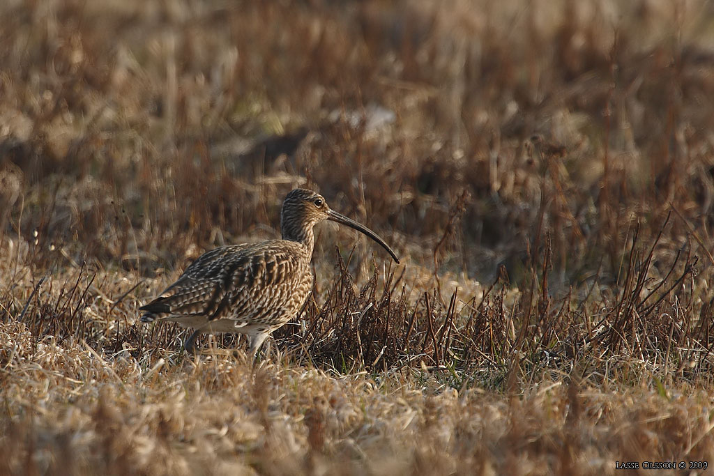 STORSPOV / EURASIAN CURLEW (Numenius arquata) - Stng / Close