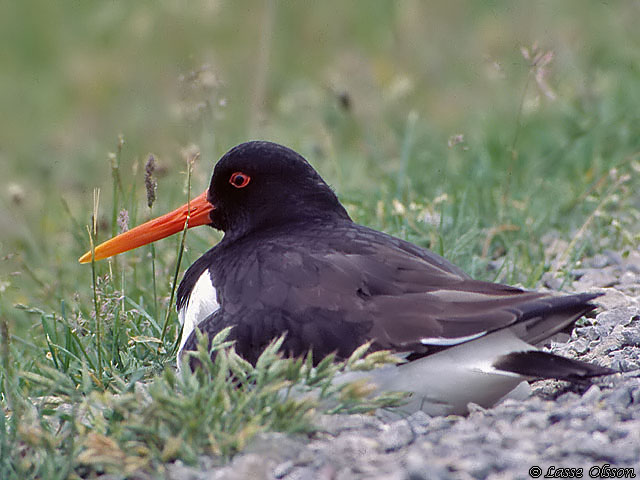 STRANDSKATA / EURASIAN OYSTERCATCHER (Haematopus ostralegus)