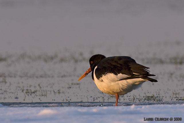 STRANDSKATA / EURASIAN OYSTERCATCHER (Haematopus ostralegus) - stor bild / full size