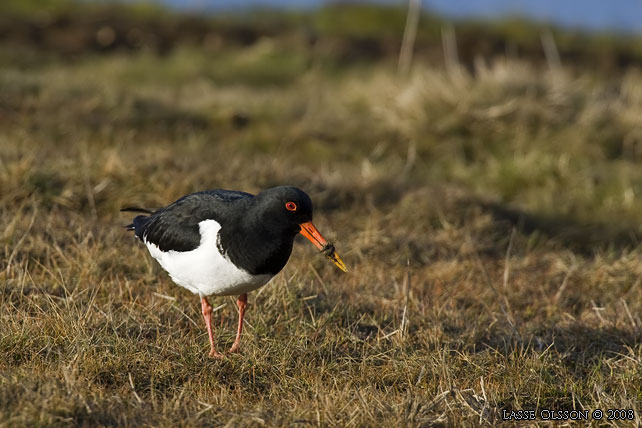 STRANDSKATA / EURASIAN OYSTERCATCHER (Haematopus ostralegus) - stor bild / full size