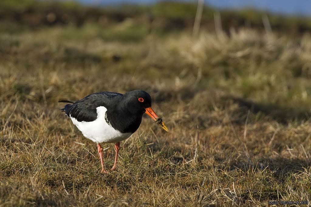 STRANDSKATA / EURASIAN OYSTERCATCHER ( Haematopus ostralegus) - Stng / Close