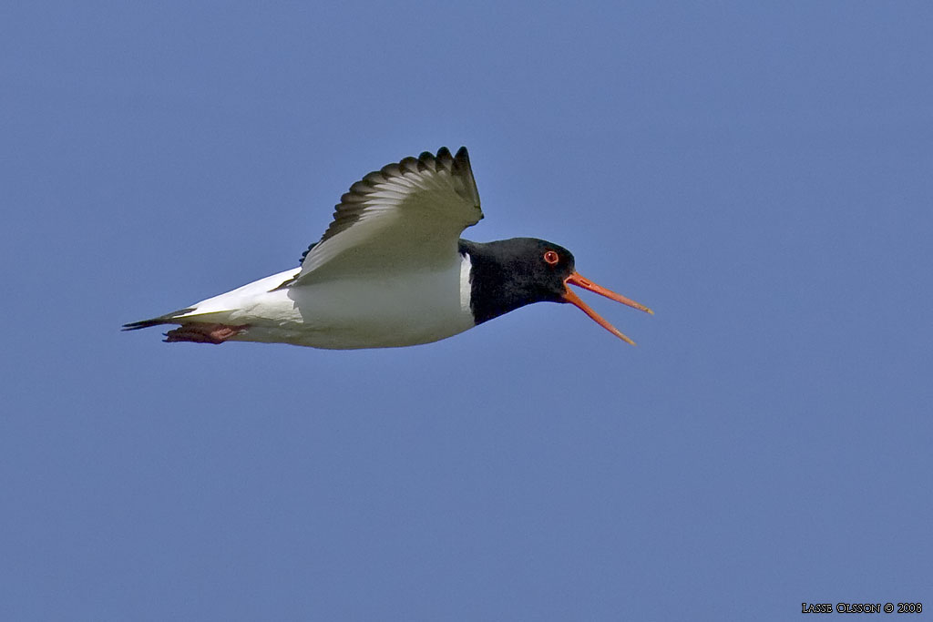 STRANDSKATA / EURASIAN OYSTERCATCHER ( Haematopus ostralegus) - Stng / Close