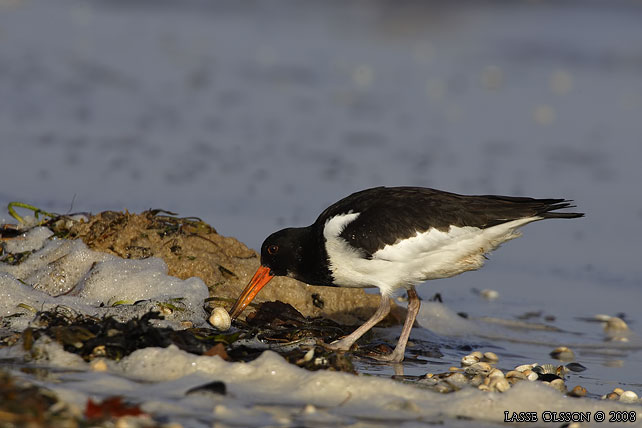 STRANDSKATA / EURASIAN OYSTERCATCHER (Haematopus ostralegus) - stor bild / full size