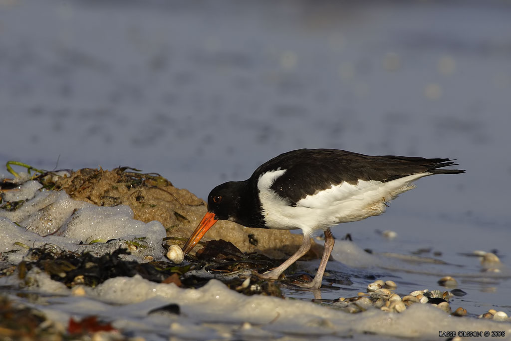 STRANDSKATA / EURASIAN OYSTERCATCHER ( Haematopus ostralegus) - Stng / Close