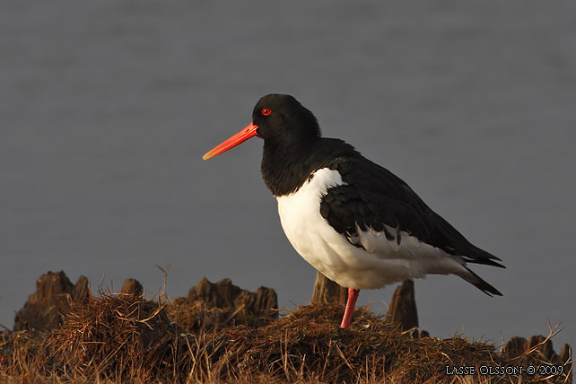 STRANDSKATA / EURASIAN OYSTERCATCHER (Haematopus ostralegus) - stor bild / full size