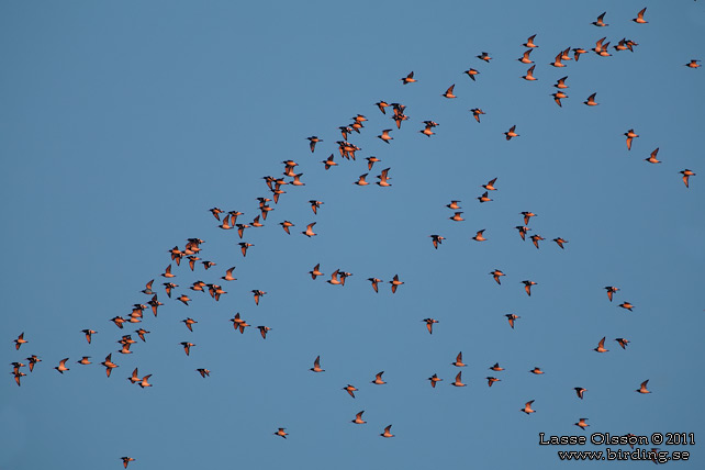 STRANDSKATA / EURASIAN OYSTERCATCHER (Haematopus ostralegus) - stor bild / full size