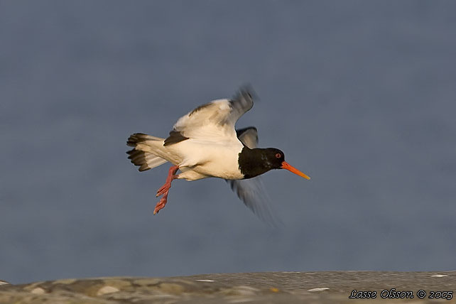 STRANDSKATA / EURASIAN OYSTERCATCHER (Haematopus ostralegus)