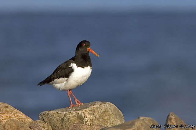 STRANDSKATA / EURASIAN OYSTERCATCHER (Haematopus ostralegus)