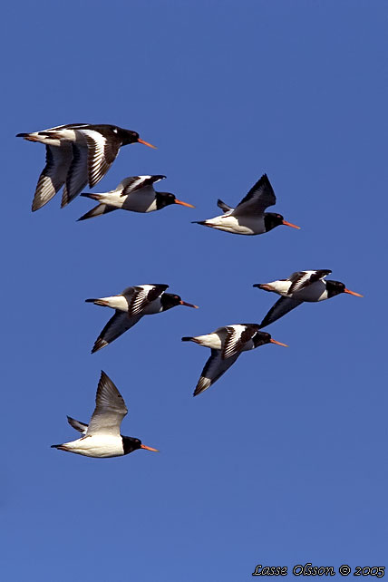 STRANDSKATA / EURASIAN OYSTERCATCHER (Haematopus ostralegus)