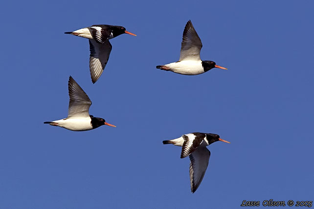 STRANDSKATA / EURASIAN OYSTERCATCHER (Haematopus ostralegus)