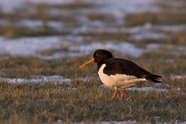 STRANDSKATA / EURASIAN OYSTERCATCHER (Haematopus ostralegus) - stor bild / full size