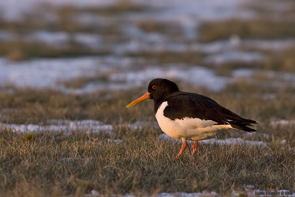 STRANDSKATA / EURASIAN OYSTERCATCHER ( Haematopus ostralegus) - Stng / Close