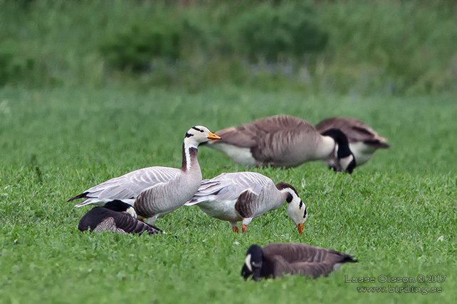 STRIPGS / BAR-HEADED GOOSE (Anser indicus)