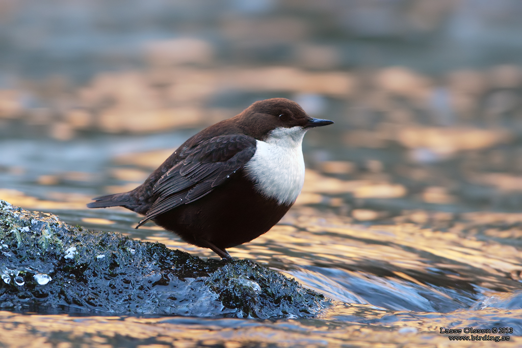 STRÖMSTARE / DIPPER (Cinclus cinclus) - Stäng / Close