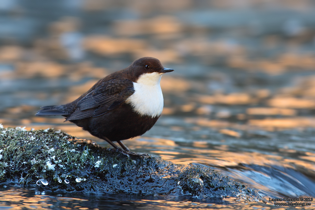 STRÖMSTARE / DIPPER (Cinclus cinclus) - Stäng / Close