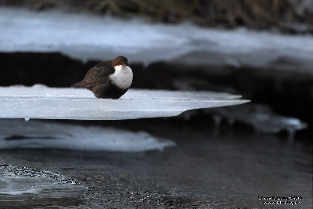 STRÖMSTARE / DIPPER (Cinclus cinclus) - Stäng / Close