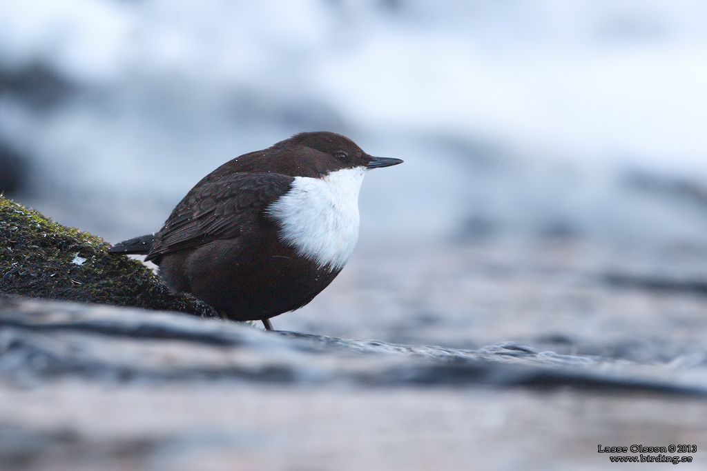 STRÖMSTARE / DIPPER (Cinclus cinclus) - Stäng / Close