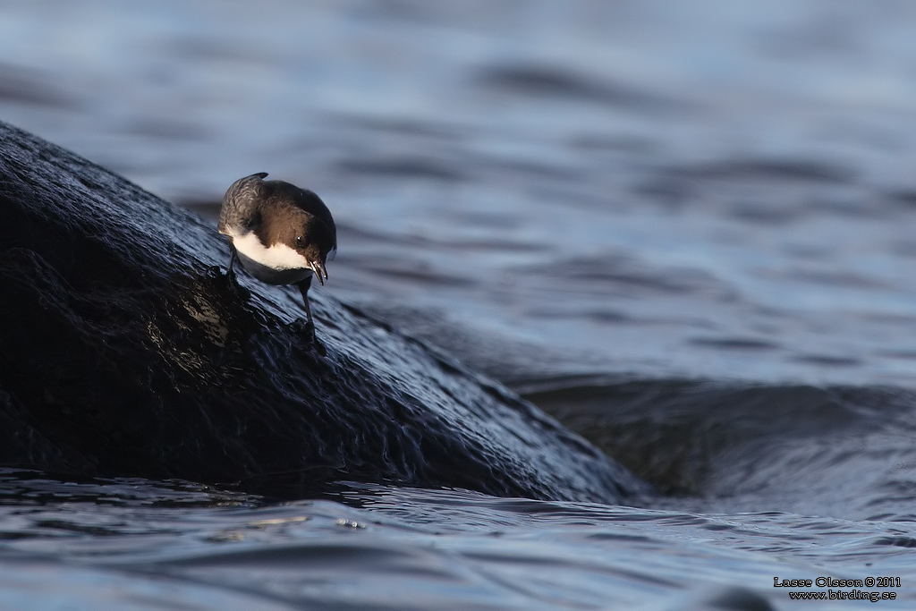 STRÖMSTARE / DIPPER (Cinclus cinclus) - Stäng / Close