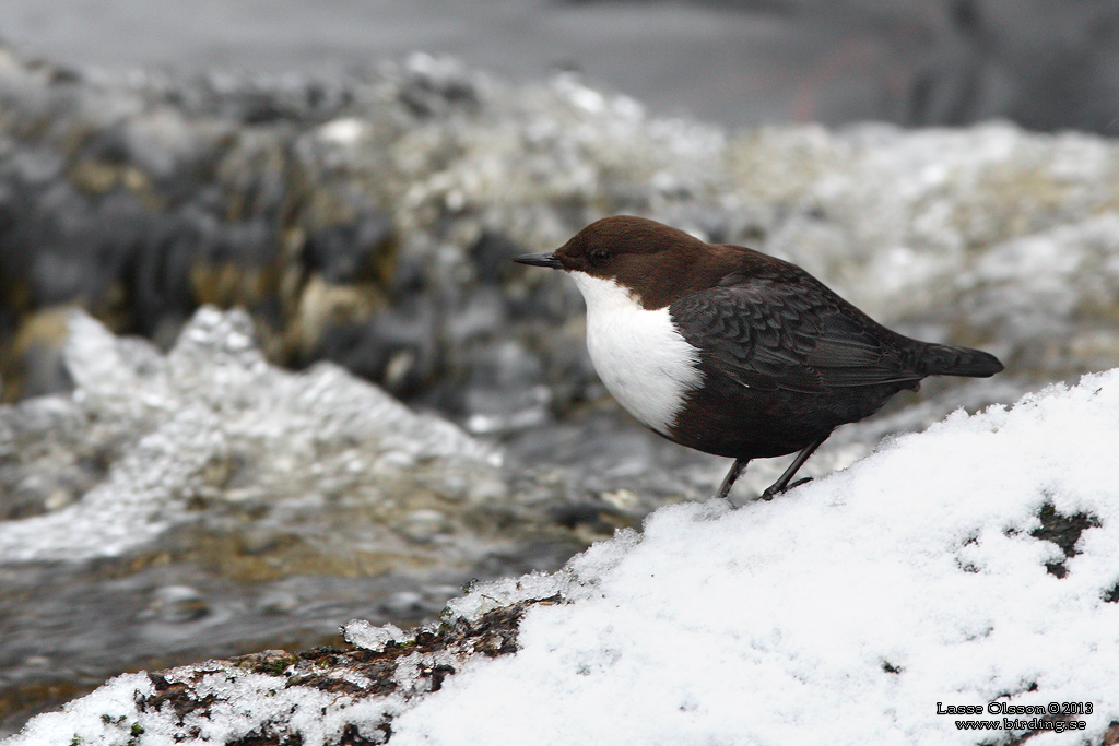 STRÖMSTARE / DIPPER (Cinclus cinclus) - Stäng / Close