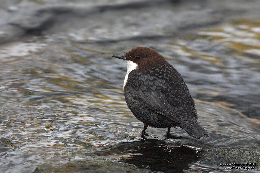 STRÖMSTARE / DIPPER (Cinclus cinclus) - Stäng / Close