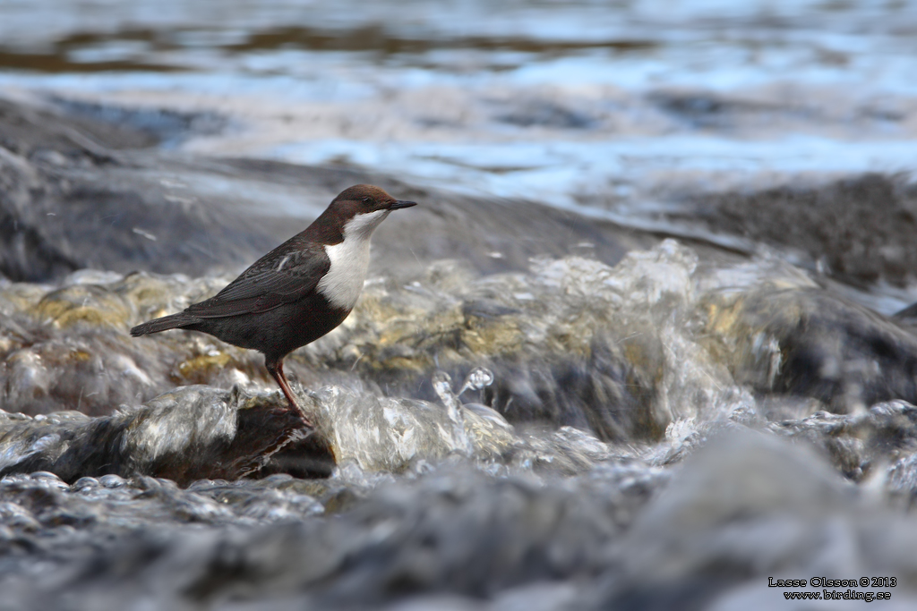 STRÖMSTARE / DIPPER (Cinclus cinclus) - Stäng / Close