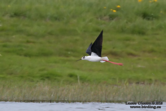 STYLTLÖPARE / BLACK-WINGED STILT (Himantopus himantopus) - stor bild / full size