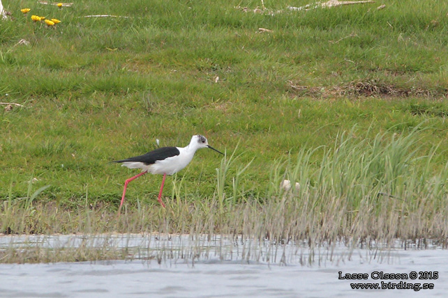 STYLTLPARE / BLACK-WINGED STILT (Himantopus himantopus) - stor bild / full size