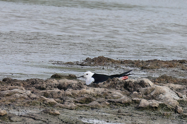 STYLTLÖPARE / BLACK-WINGED STILT (Himantopus himantopus) - stor bild / full size