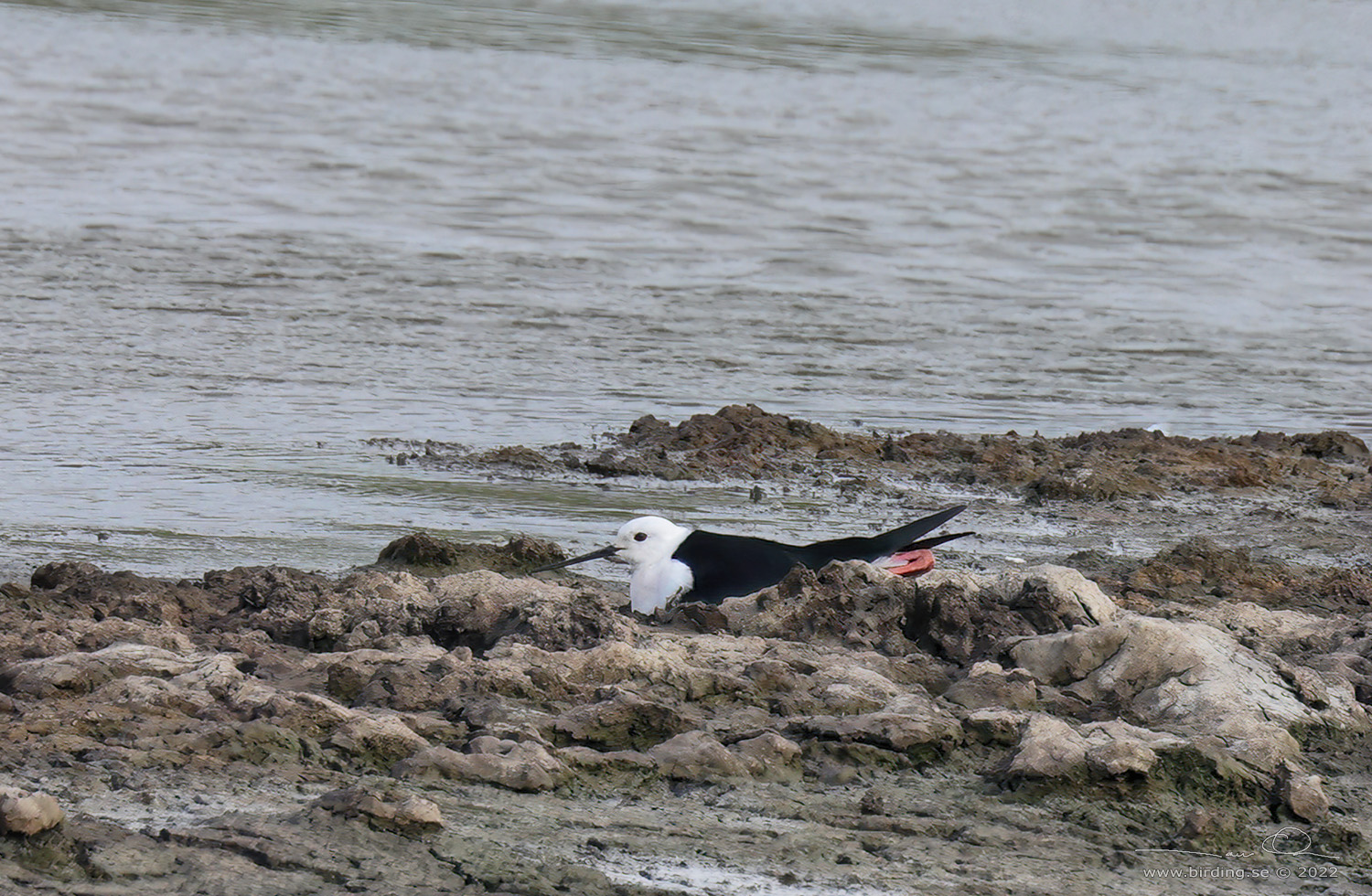 STYLTLPARE / BLACK-WINGED STILT (Himantopus himantopus) - Stäng / close