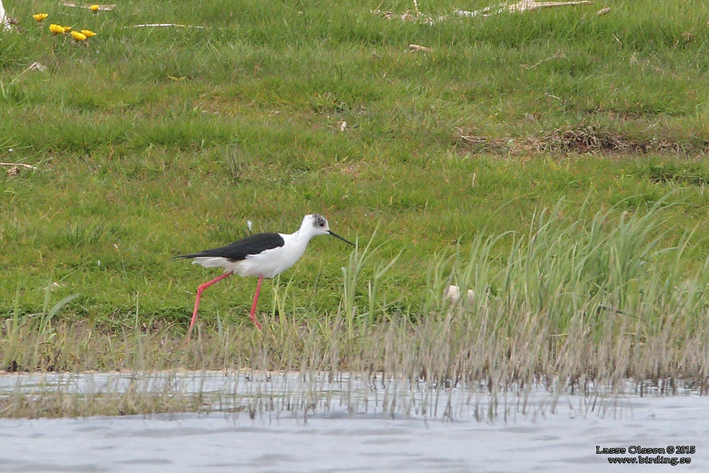 STYLTLPARE / BLACK-WINGED STILT (Himantopus himantopus) - Stäng / close