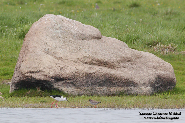 STYLTLPARE / BLACK-WINGED STILT (Himantopus himantopus) - stor bild / full size