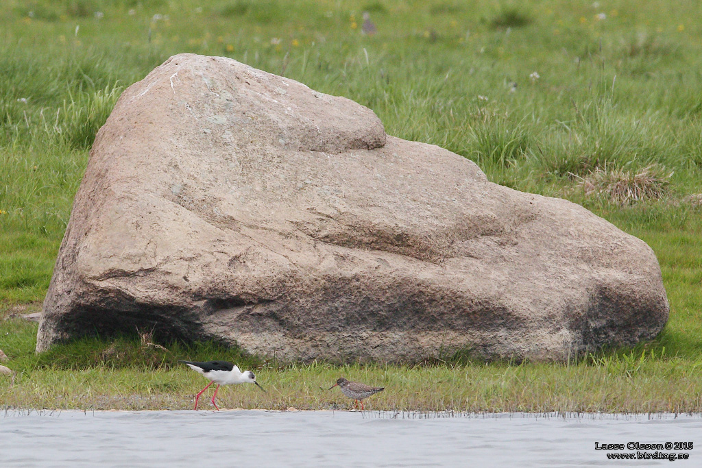 STYLTLPARE / BLACK-WINGED STILT (Himantopus himantopus) - Stäng / close