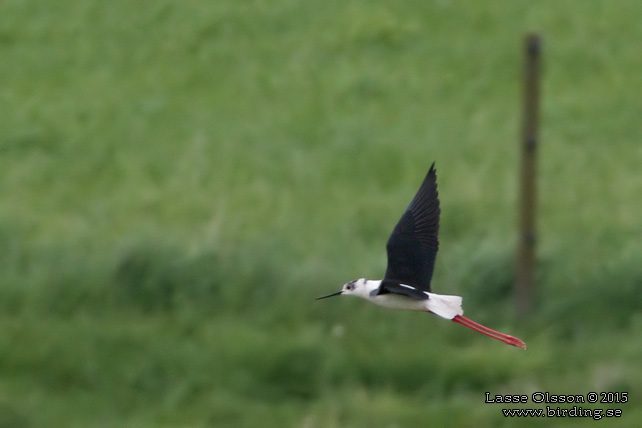 STYLTLÖPARE / BLACK-WINGED STILT (Himantopus himantopus) - stor bild / full size