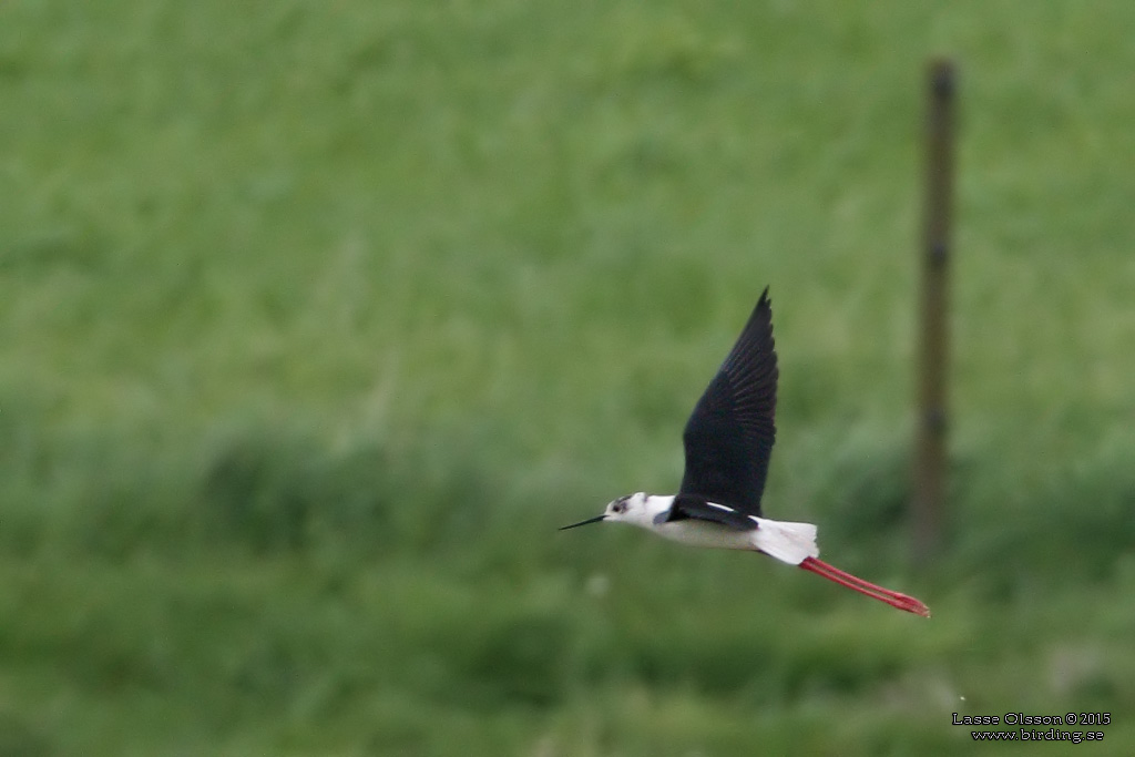 STYLTLPARE / BLACK-WINGED STILT (Himantopus himantopus) - Stäng / close