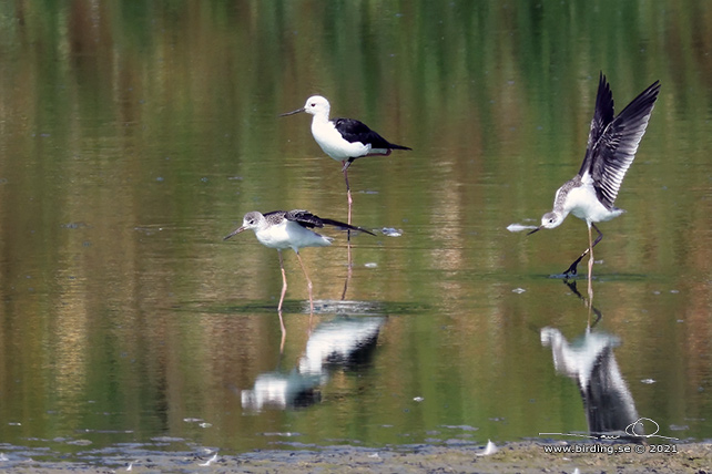 STYLTLÖPARE / BLACK-WINGED STILT (Himantopus himantopus) - stor bild / full size