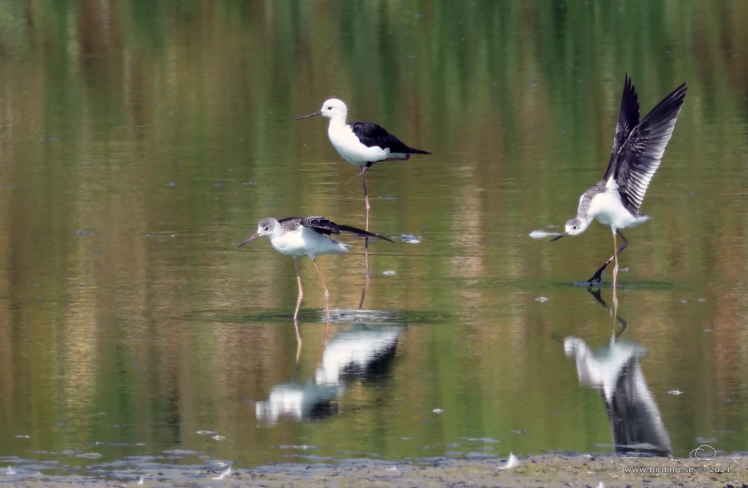 STYLTLPARE / BLACK-WINGED STILT (Himantopus himantopus) - Stäng / close