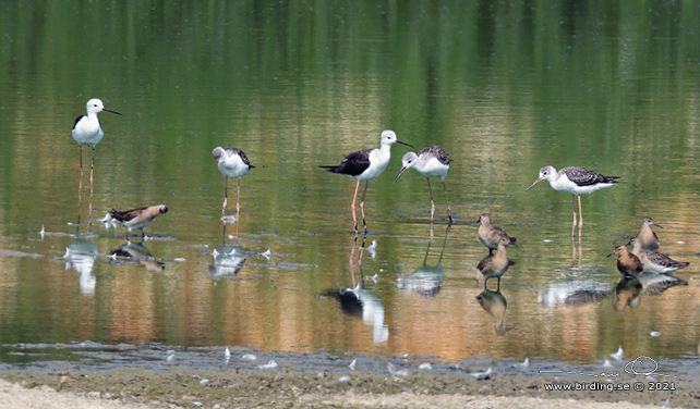 STYLTLÖPARE / BLACK-WINGED STILT (Himantopus himantopus) - stor bild / full size